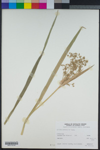 Scirpus microcarpus image