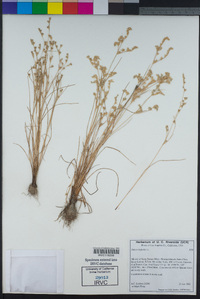 Juncus bufonius image