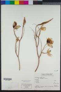 Calochortus weedii image