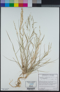 Eragrostis pectinacea image