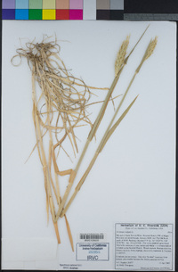 Hordeum vulgare image