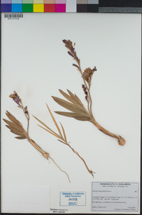 Image of Babiana angustifolia