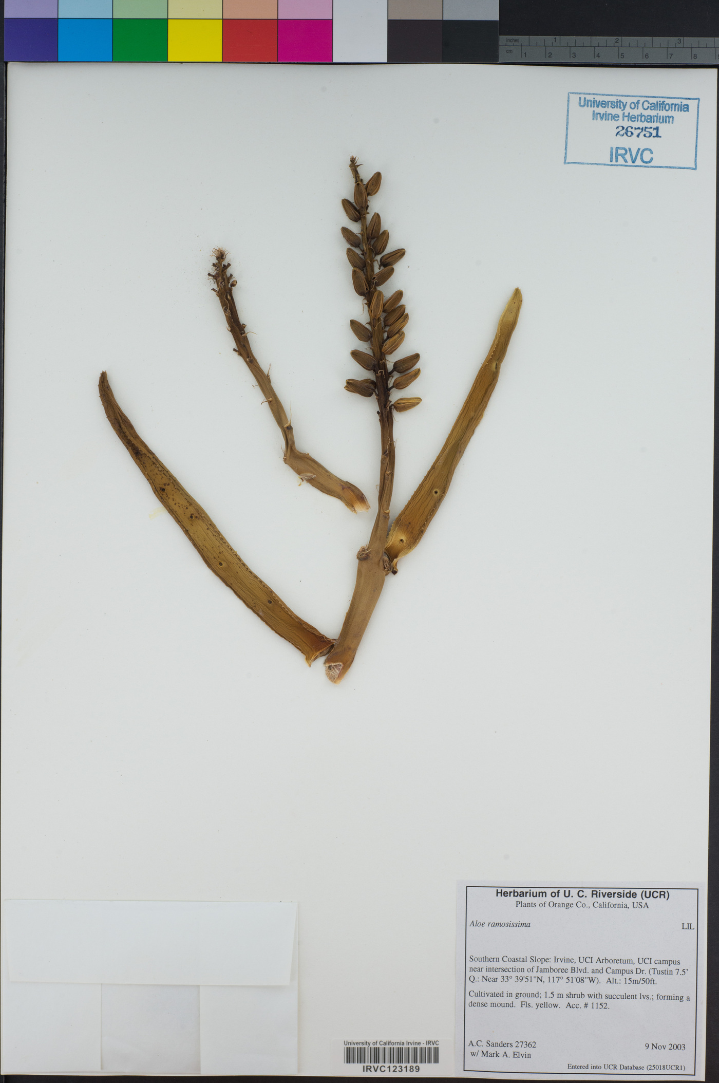 Aloidendron ramosissimum image