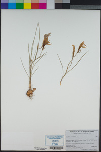 Image of Gladiolus scullyi
