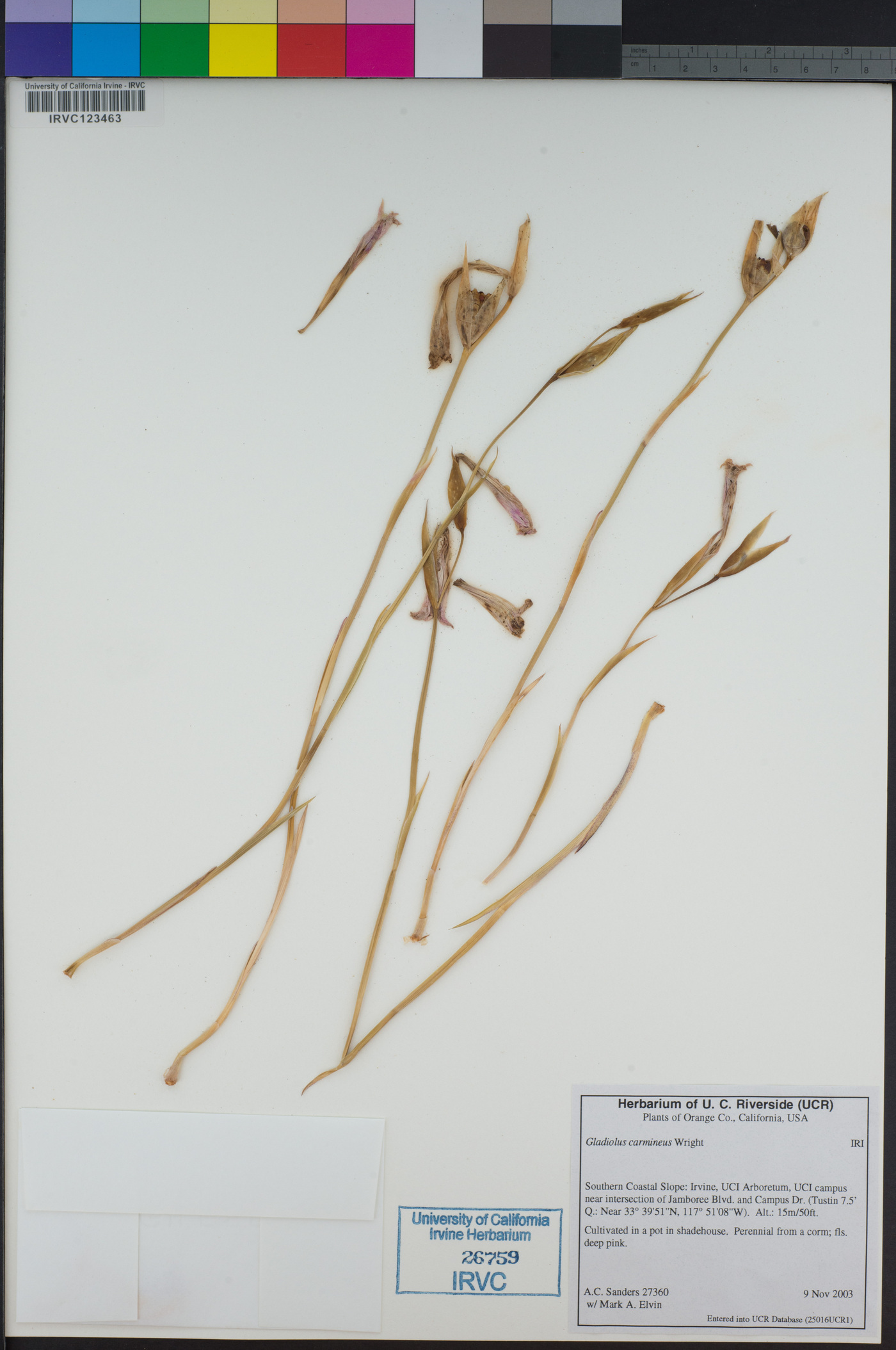 Gladiolus carmineus image