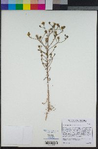 Deinandra paniculata image