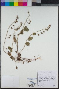 Phacelia parryi image