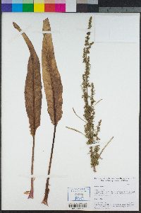 Rumex crispus image