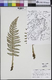 Polystichum dudleyi image