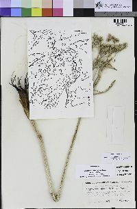 Eryngium jepsonii image