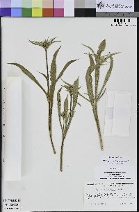 Eryngium jepsonii image
