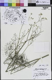 Foeniculum vulgare image