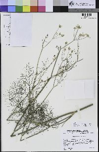 Foeniculum vulgare image