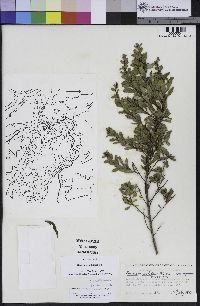 Baccharis pilularis subsp. consanguinea image