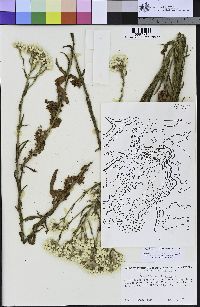 Pseudognaphalium californicum image