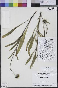 Helianthella californica var. californica image