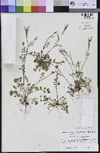 Cardamine oligosperma image