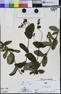 Lonicera hispidula image