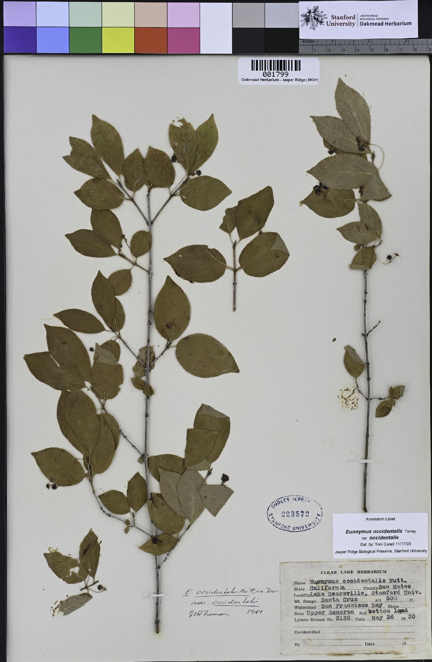 Euonymus occidentalis var. occidentalis image