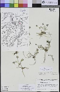Nemophila menziesii var. menziesii image