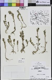 Lythrum hyssopifolia image