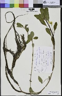 Ludwigia peploides subsp. peploides image