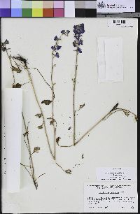 Delphinium hesperium image