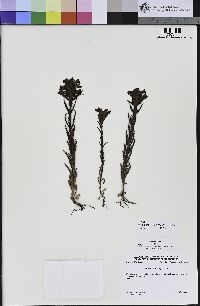 Bellardia trixago image