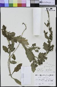 Verbena lasiostachys image