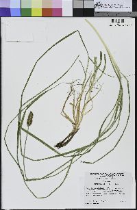 Carex densa image