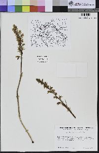 Corallorhiza striata image