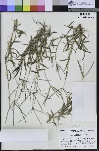 Digitaria sanguinalis image