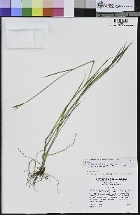 Hordeum brachyantherum subsp. brachyantherum image