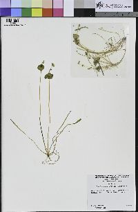 Claytonia parviflora image