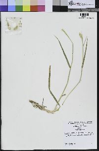 Phalaris aquatica image