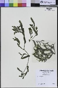 Potamogeton crispus image