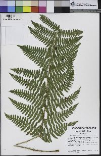 Dryopteris expansa image