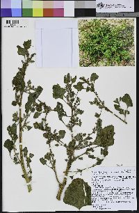 Chenopodium rubrum var. humile image