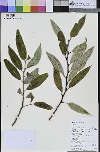 Salix laevigata image