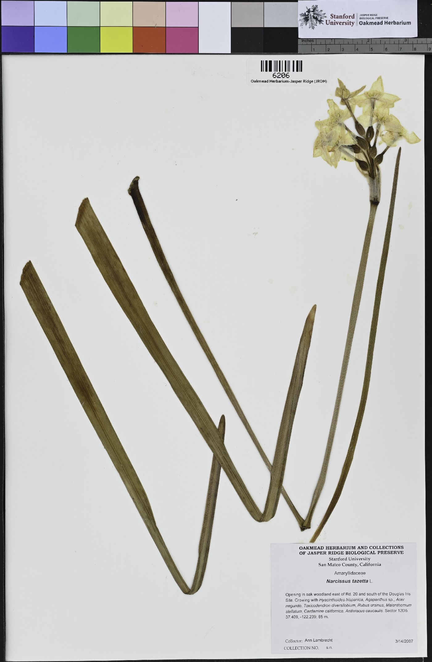 Narcissus tazetta image
