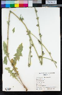 Cichorium intybus image