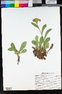 Solidago multiradiata image