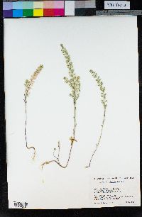 Alyssum alyssoides image