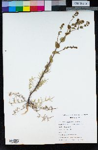 Lepidium perfoliatum image