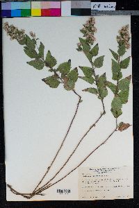 Ageratina occidentalis image