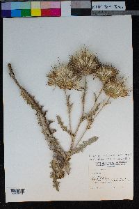 Cirsium cymosum image