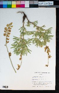 Lupinus croceus image