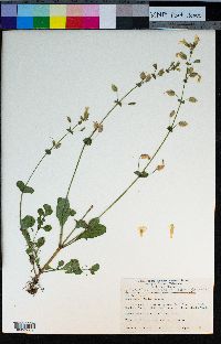 Erythranthe arvensis image