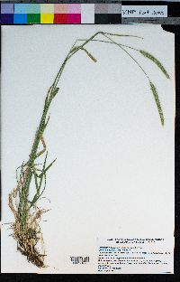 Hordeum brachyantherum image