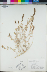 Ambrosia dumosa image